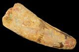 Bargain, Spinosaurus Tooth - Real Dinosaur Tooth #169538-1